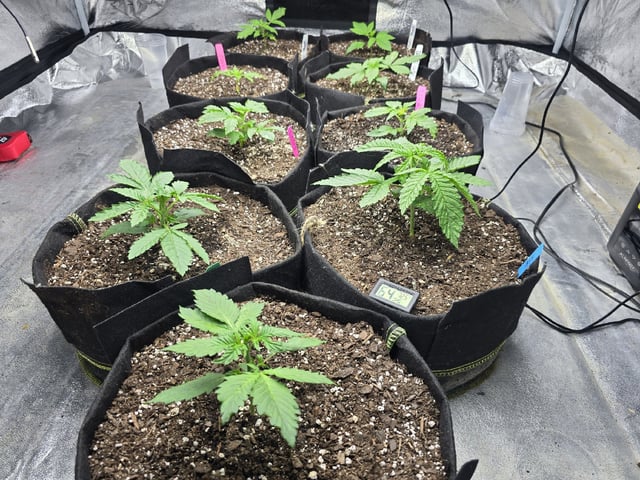 Autos AGAIN