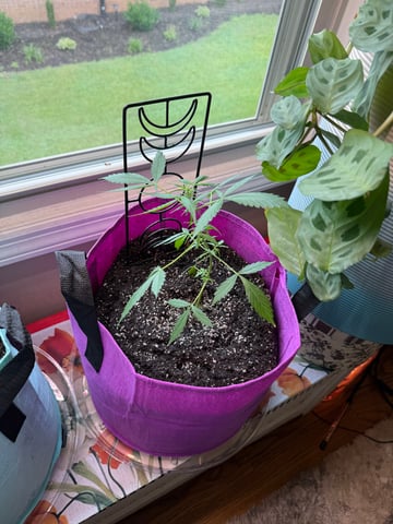 First Run — flower, day 61