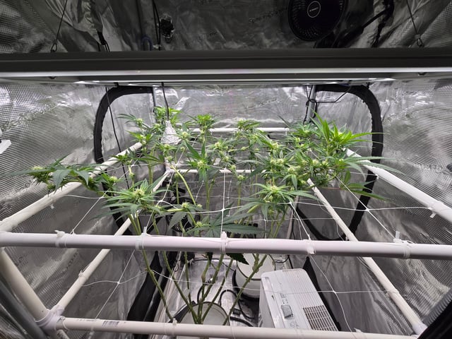 Grow 3 — flower, day 22