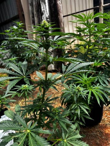 Autoflowers — flower, day 39