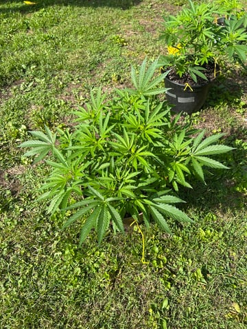 2026 Outdoor — vegetative, day 58