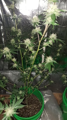 b1. — flower, day 124