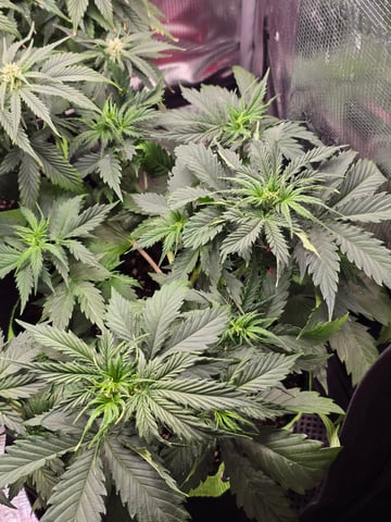 Gorilla Cookies auto  — vegetative, day 24