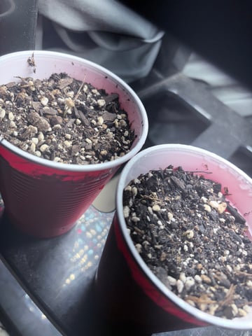 New LADIEZZ — seedling_rooting, day 2