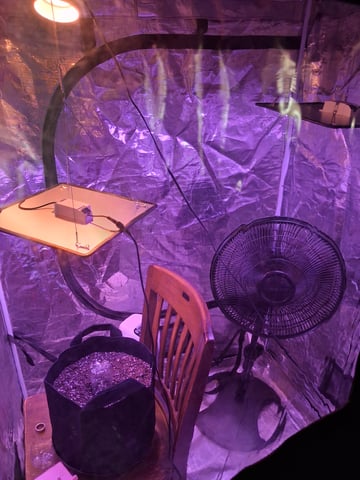 Gorilla Cookies Auto — grow_setup, day 2