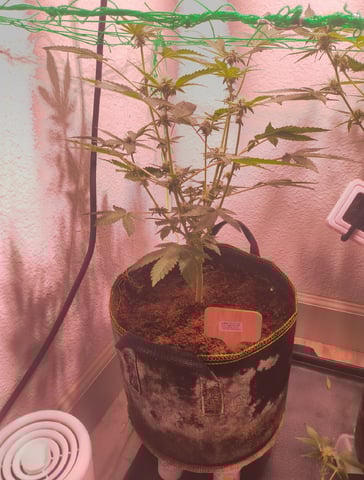 pineapple Express  — flower, day 15