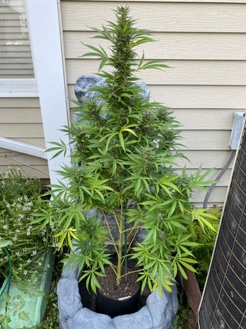 widows’ mimosa f1 — flower, day 122