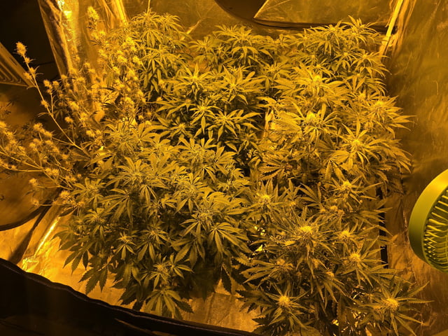 Autos AGAIN — flower, day 54