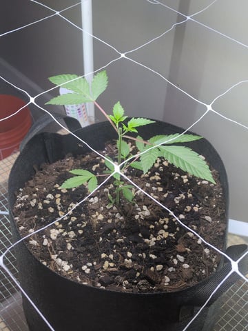 Audrey III — vegetative, day 52