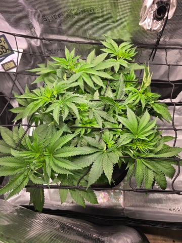 Northern lights #10 (Alaska) — flower, day 38