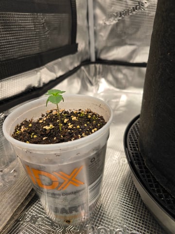 Northern lights #10 2nd plant (Selkies) — seedling_rooting, day 7