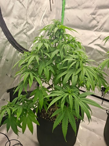 Do Si Dos -Cookies — flower, day 69