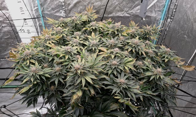 Blackberry Kush — flower, day 116