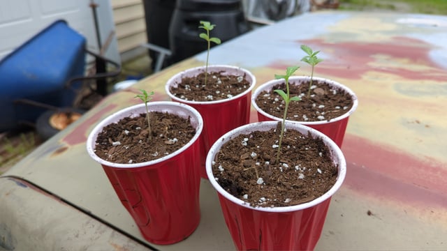 Freya's Honey — seedling_rooting, day 11