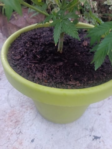 Marijuana(Hemp) — vegetative, day 1