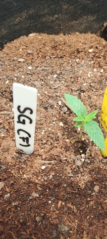 First Grow with the new setup  — seedling_rooting, day 7