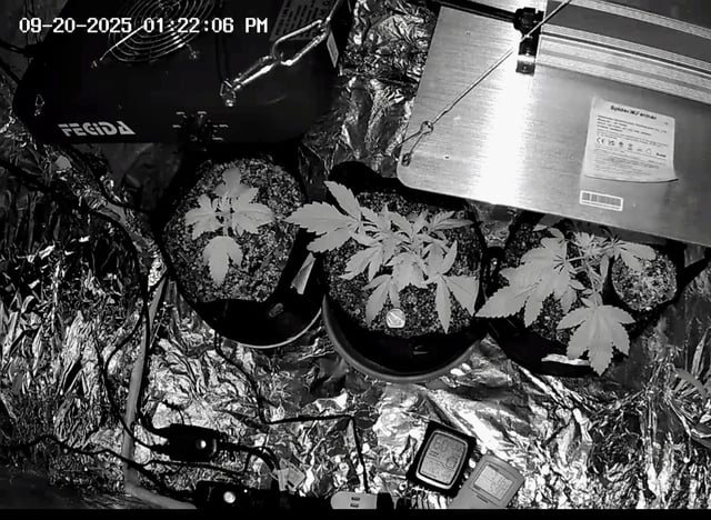 2nd Grow Ever — vegetative, day 19