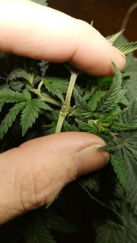 Jack hearer/Jack the ripper? — vegetative, day 49