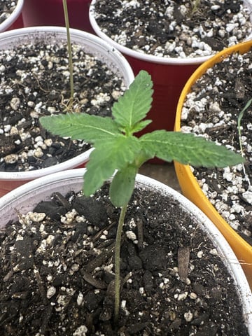 Starting My Own Genetics — grow_setup, day 1
