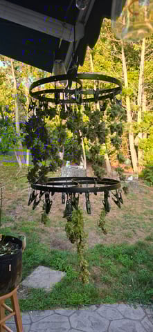 Here We Grow... — flower, day 115