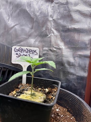 first grow in new 2x2 — seedling_rooting, day 16