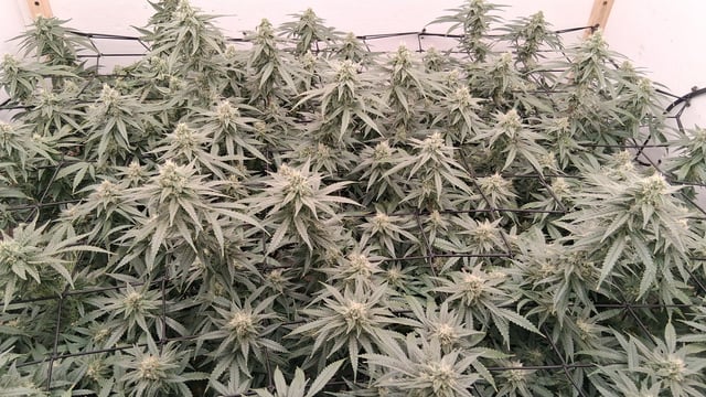 Round 2 — flower, day 52