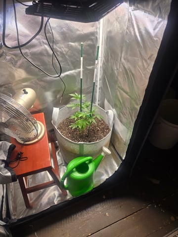 Looking for advice! — vegetative, day 20