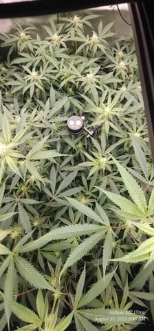 Found my Females... Game On! — flower, day 152