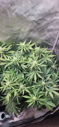 FastBuds Trainwreck Auto — flower, day 61