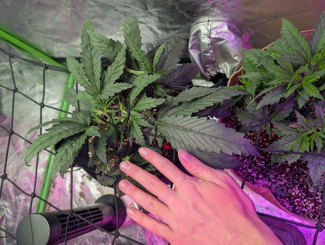 2025-26 — vegetative, day 29