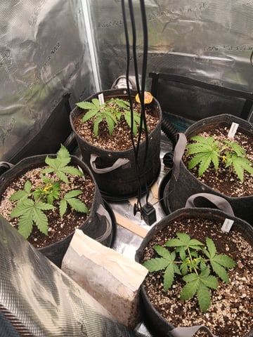 HP CC — vegetative, day 28