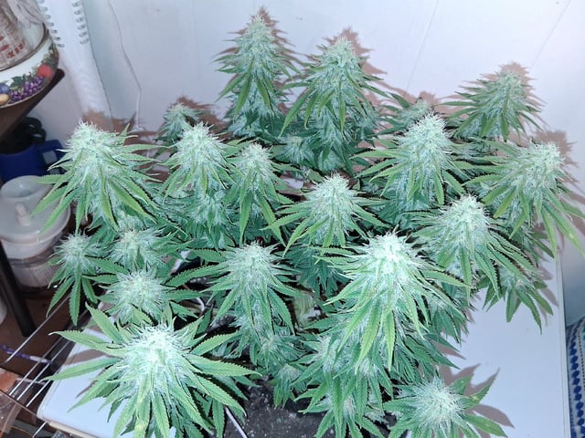 fruity pebbles, cap junky — flower, day 95