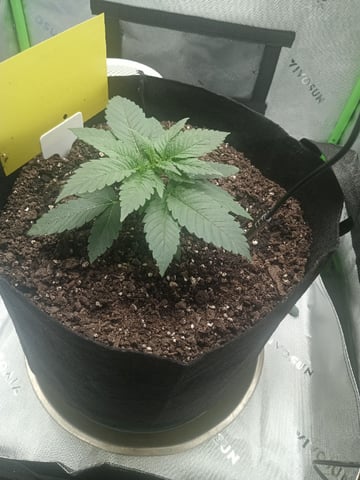 Critical Purple Kush — vegetative, day 33