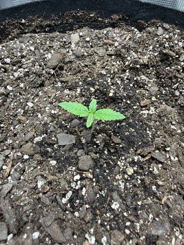 Gorilla Cookies 2nd Try — seedling_rooting, day 13