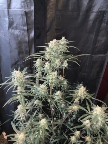 Banana  — harvest, day 70