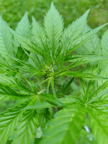 first grow — flower, day 52