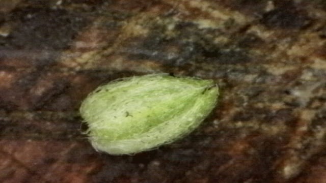 1st Grow - ROYAL MOBY (indoor)(photop.) — flower, day 108