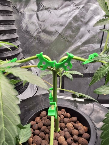 STELLA — vegetative, day 54