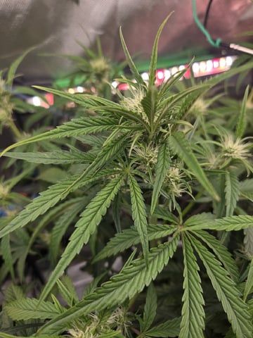 Northern Lights / Banana Kush