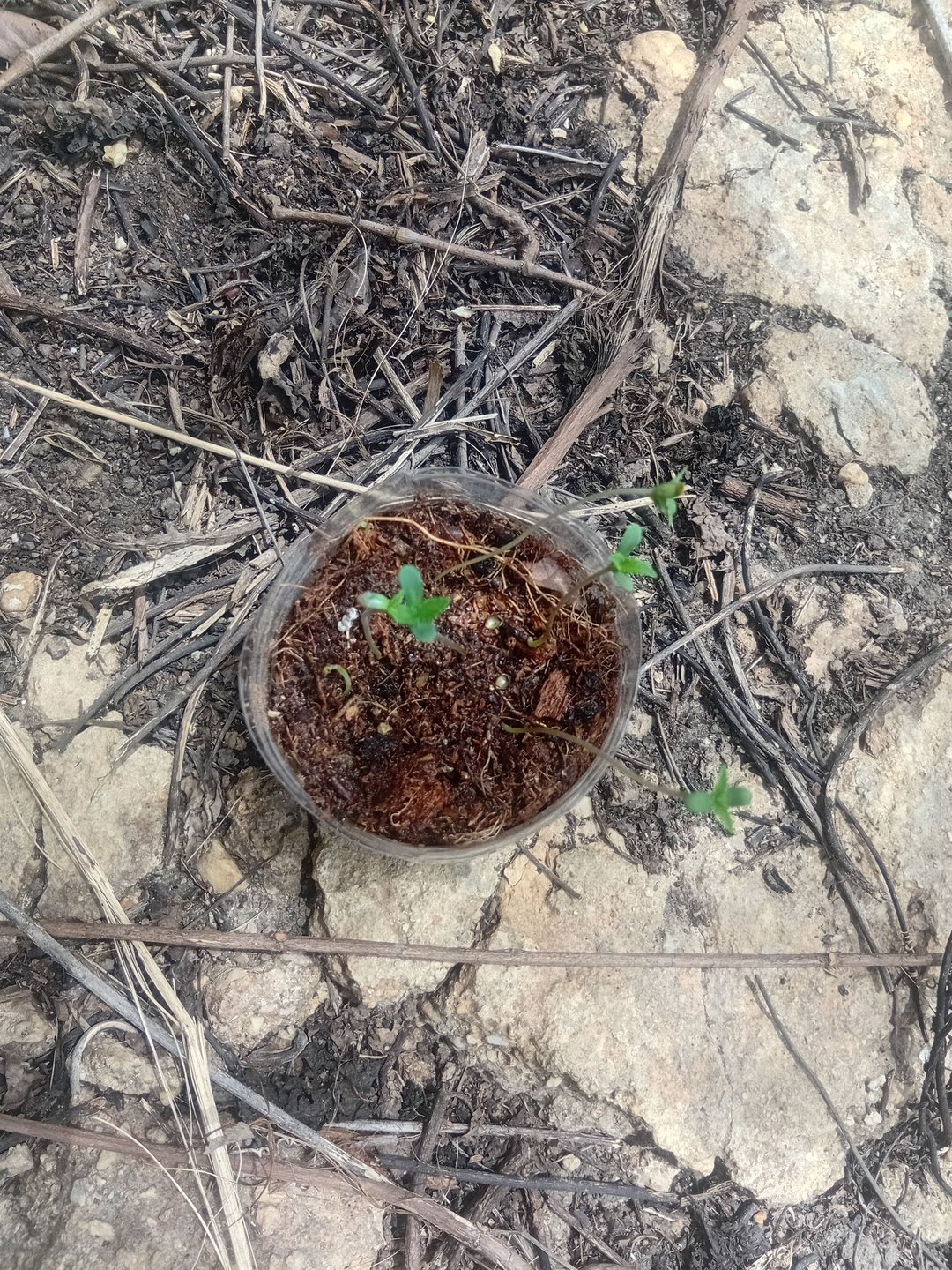 My First Grow