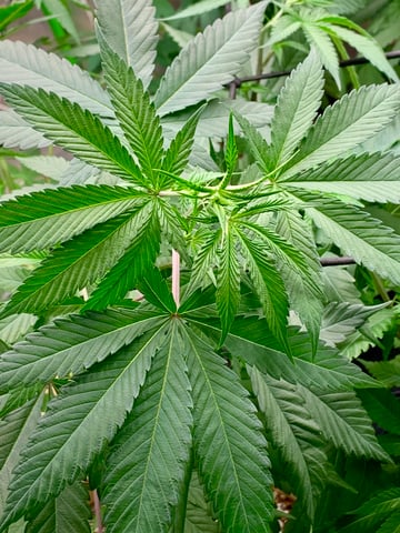 Papaya Frosting  — vegetative, day 61