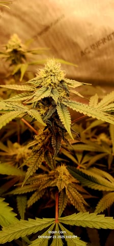 Prepare the clones! — flower, day 55