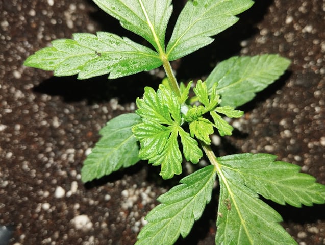 F1 apollo — vegetative, day 7