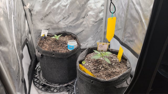 memphisto 3 bears OG, ethos high note r1 — seedling_rooting, day 13