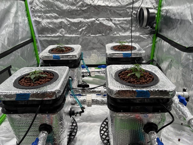 First Grow (Hydro) — vegetative, day 21