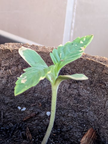 Galicane Fem — germination, day 12