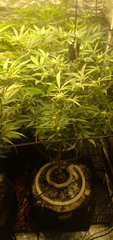 Organic Grow — flower, day 14