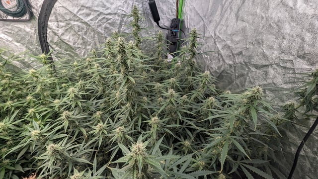 Strawberry Cheesecake Seedsman Seeds Autoflowers x2 — flower, day 63