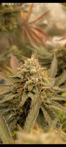 Perpetual Garden — flower, day 30