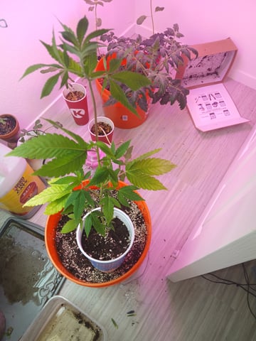 Gelato 33 — seedling_rooting, day 1